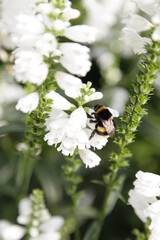 Bumblebee collects nectar on a white flower in the garden