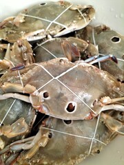 A groupof crabs in a tray,a fresh seafood
