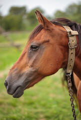 Fototapeta premium portrait of a brown horse on a ranch, annoying flies