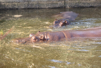Fototapeta premium hippopotamus, potamus amphibius, in the water in the Prague ZOO. Diner time