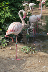 beautiful flamingo in the Prague ZOO