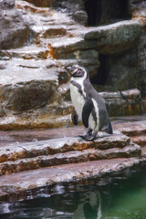 Naklejka premium cute penguin at the zoo.