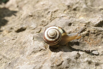 snail, helix pomatia on the ground, close up,