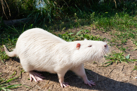 White nutria or coypu walking on the grass at the zoo