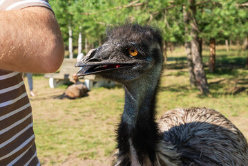 Australian Emu ostrich asks a person for food in a safari zoo.