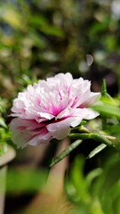 pink and white flower