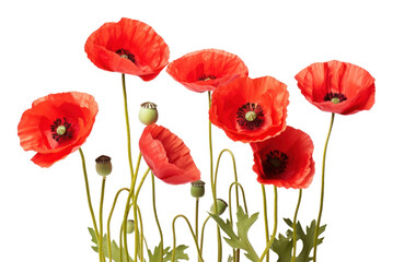 Naklejka premium PNG Flower poppy plant inflorescence.