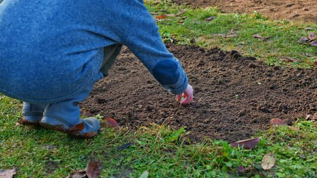 Preparing soil in a garden bed for sowing or planting. Pulling weeds in the flowerbed. Spring in the garden.