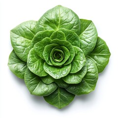 Fototapeta premium A fresh green lettuce head with crisp leaves, isolated on a white background, symbolizing healthy eating, organic produce, and vegetarian nutrition.