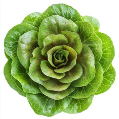 Obraz premium A fresh green lettuce head with crisp leaves, isolated on a white background, symbolizing healthy eating, organic produce, and vegetarian nutrition.