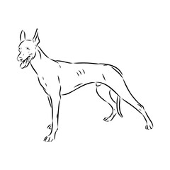 Pharaoh hound vector illustration. Purebred dog vector illustration. Hand drawn dog sketch.