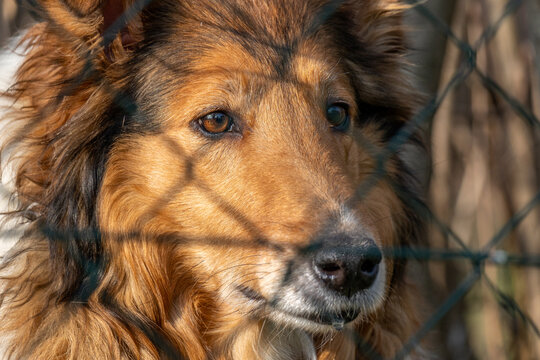 Portrait of a Rough Collie dog behind a chain link fence