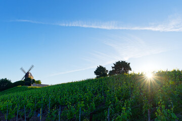 Fototapeta premium Champagne vineyard in the hillside of Verzelay village