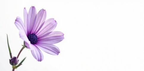 Fototapeta premium Full bloomed lavender flower against a white background, Lavender, Blooming