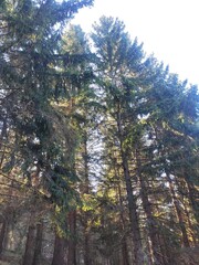Trebević mountain, Sarajevo.
Trebević is the closest mountain that is reachable via the cable car...
