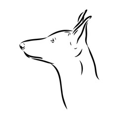 Pharaoh hound vector illustration. Purebred dog vector illustration. Hand drawn dog sketch.