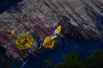 Lichen Rings
