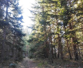Trebević mountain, Sarajevo.
Trebević is the closest mountain that is reachable via the cable car...