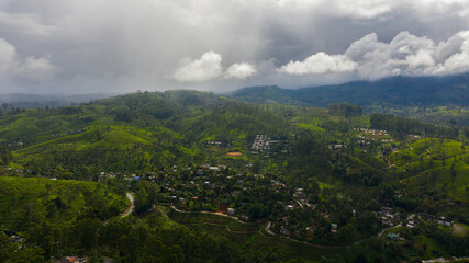 Obraz premium Aerial view of Green tea estate landscape. Tea plantations in Sri Lanka.