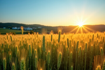 Golden wheat field at sunset