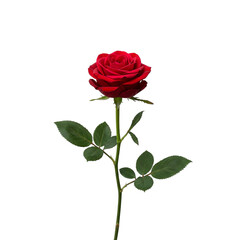 Fototapeta premium red rose on white background isolated on transparent background