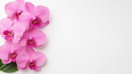 Fototapeta premium Pink Orchids On White Background