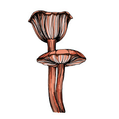 Mushrooms outline hand drawn illustration