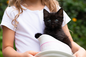 Close-up of little black kitten in a bowl in child hands