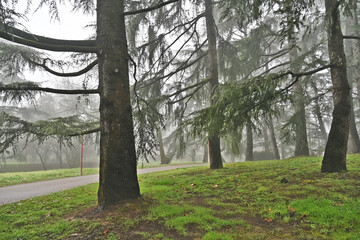 Inverno e nebbia a Basiglio. sentieri,  parco e viali di Milano 3, Lombardia