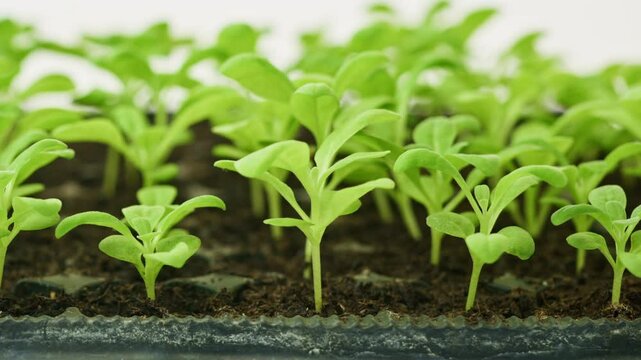 Young matthiola incana or stock flower seedlings growing in a seedling tray. Healthy seedlings pan close up.