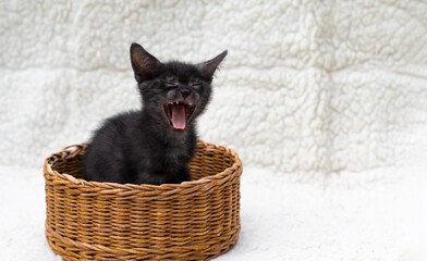 funny black kitten with open mouth yawns and sits in a basket on the white background, copy space