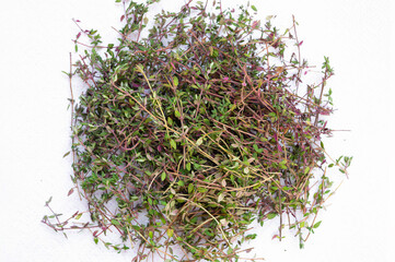 Fresh thyme on white. Drying the herb for use in cooking. A spice with a strong pleasant aroma.
