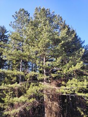 Trebević mountain, Sarajevo.
Trebević is the closest mountain that is reachable via the cable car from the heart of Stari Grad (Old Town), from the neighborhood of Bistrik. 