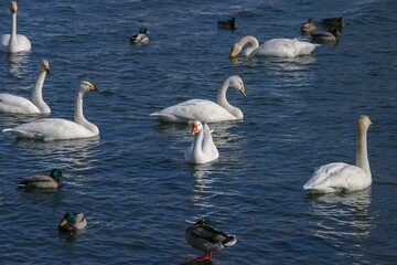 群れで泳ぐコハクチョウ