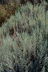 Wormwood grass on a slope, countryside.