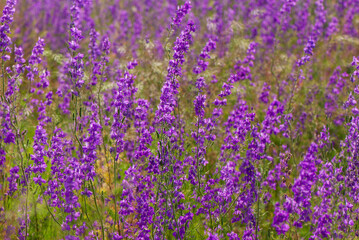 Obraz premium Delphinium in a meadow on a summer day.