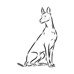 Pharaoh hound vector illustration. Purebred dog vector illustration. Hand drawn dog sketch.