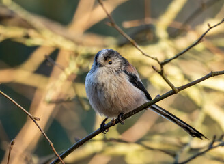 Close up of a long tailed tit bird perched on a branch in the woodland