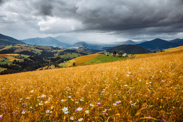 Fototapeta premium Gorgeous countryside and spacious grassy meadows among the mountains. Carpathian mountains, Ukraine, Europe.