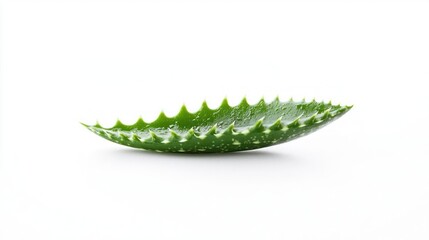 Aloe Vera Leaf On White Background