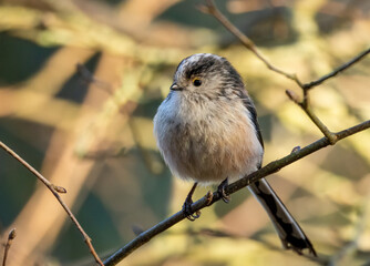 Close up of a long tailed tit bird perched on a branch in the woodland