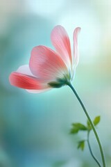 Delicate Pink Flower Petals on Soft Blue Background in Nature