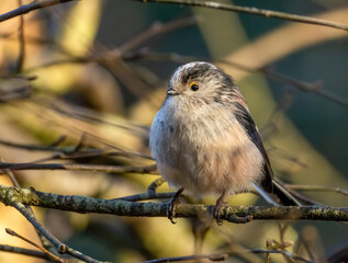 Close up of a long tailed tit bird perched on a branch in the woodland