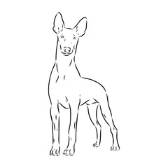 Pharaoh hound vector illustration. Purebred dog vector illustration. Hand drawn dog sketch.