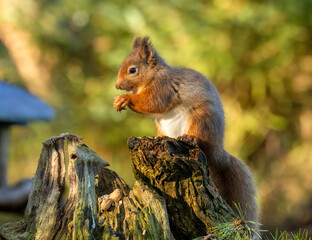 Close up of a hungry little scottish red squirrel eating a nut in the forest