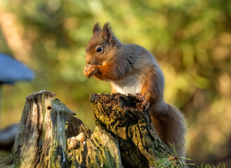Close up of a hungry little scottish red squirrel eating a nut in the forest