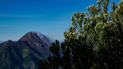 Rare Edelweiss flowers are typical highland plants, with the background of an active volcano and a bright blue sky. Photo taken from the Merbabu mountain hiking trail.