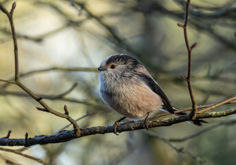 Close up of a long tailed tit bird perched on a branch in the woodland