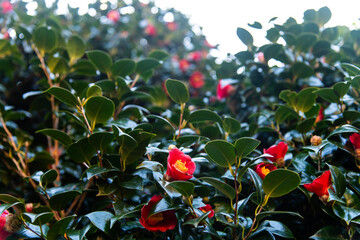 View of the camellia flowers