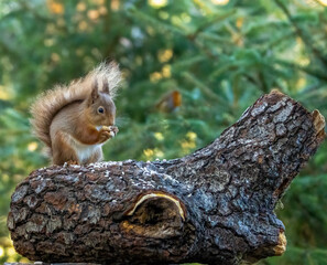 Close up of a hungry little scottish red squirrel eating a nut in the forest